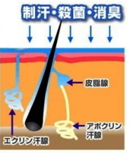 ワキガの原因はアポクリン汗腺